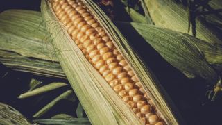 Prazo para encomenda de sementes de milho é prorrogado para 31 de maio, em Pelotas