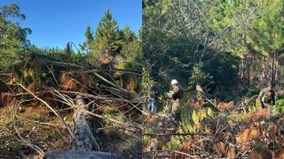 Exército Brasileiro mobilizado em operação ambiental no RS para remover pinus invasor no Parque de Itapuã