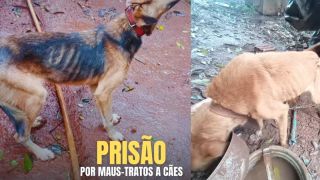 Mulher é presa em Cruz Alta por maus-tratos a cães, que estavam desnutridos e em situação crítica