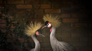Zoológico de Sapucaia do Sul recebe grous-coroados resgatados de tráfico internacional e abre visitação ao público