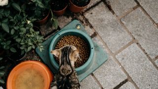 Neofobia alimentar em gatos: entenda por que eles enjoam da comida