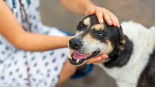 Camaquã é habilitada para concorrer a recursos do FUNBEA-RS destinados à proteção e bem-estar animal