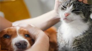 Cristal recebe R$ 30 mil do Funbea-RS para castração e proteção de animais domésticos