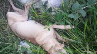 Homem é preso por maus-tratos em Cruz Alta após polícia encontrar cão morto e galos em decomposição
