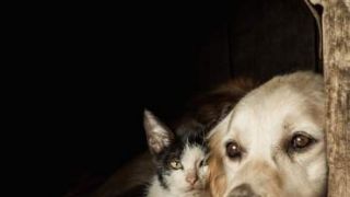 TJRS derruba lei que limitava número de cães e gatos em residências de cidade do RS
