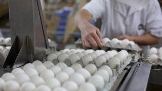 Exportações de ovos crescem 81,5% em 2021