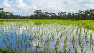 Fazendeiro que plantou arroz em APP, em Triunfo, terá que pagar mais de R$ 3,5 milhões de multa