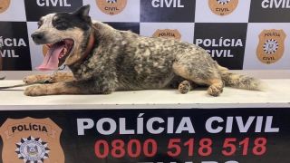 Agente canino Koda se aposenta após 9 anos de serviços prestados à Polícia Civil