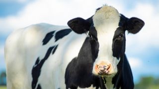Conheça as 5 doenças que mais ameaçam o rebanho leiteiro