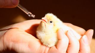 Simpósio Facta aborda produção de aves sem uso de antimicrobianos melhoradores de desempenho