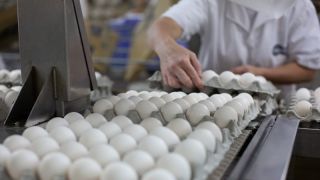 Exportação de ovos cresce 33,5% em maio