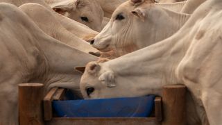 Interação entre pasto e suplementação mineral determina desempenho dos bovinos nas fazendas