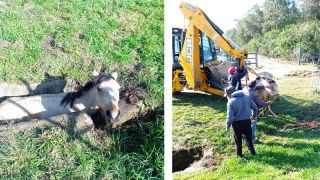 Bem-Estar Animal realizou resgate de um cavalo caído em buraco, em Pantano Grande