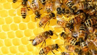Inquérito do MPRS resulta em mudança operacional do Corpo de Bombeiros em atendimento a casos envolvendo abelhas