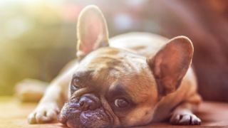 Conheça as principais doenças que acometem os cães e que podem ser evitadas com vacinas