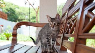 Gatos com FIV ou FeLV podem ter uma boa qualidade de vida?