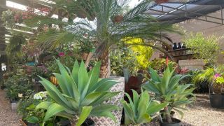Você encontra diversas opções de plantas para embelezar seu jardim na Floricultura Alecrim, em Camaquã