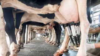 Senar-RS promove Seminário de Bovinocultura de Leite para contribuir com o setor leiteiro no RS