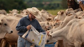 Suplementação de bovinos nas secas é ferramenta para otimizar recursos e custos nas fazendas