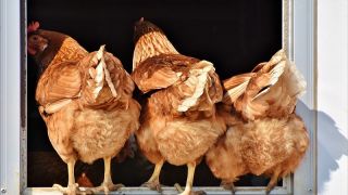 Reino Unido estabelece novo modelo para aprovação de plantas exportadoras avícolas no Brasil