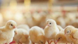 Exportações de Genética Avícola crescem 95% no primeiro Semestre de 2023
