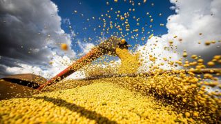Produção de grãos chegará a 390 milhões de toneladas em 10 anos