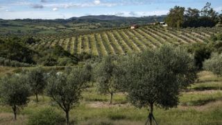 Produção de azeite de oliva cresce 29% no Estado e neste ano, foram produzidos 580.228 litros
