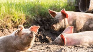 ABPA comemora abertura do mercado da República Dominicana para carne suína