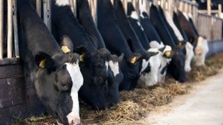 Cuidados com a nutrição em bovinos de leite resultam em bons índices reprodutivos e maximização da produtividade leiteira