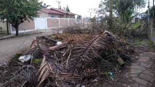 Acúmulo de podas de árvores, em Camaquã, gera a proliferação de insetos, ratos e animais peçonhentos