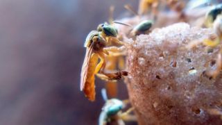 Uergs apresentará ações relacionadas à produção de abelhas e de mel no 1º Encontro Abelheiro, de 3 a 5 de novembro