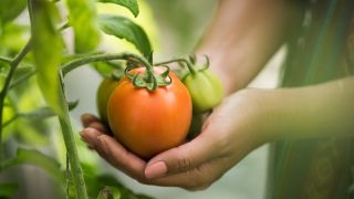 O Guia Completo para o Cultivo de Vegetais Orgânicos em Casa