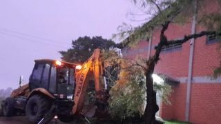 Árvore, danificada por descarga elétrica, é retirada por equipe da Prefeitura de Amaral Ferrador 