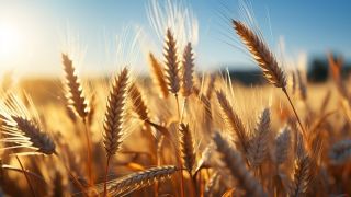 Leilões da Conab: Estado do RS já comercializou mais de 234 mil toneladas de trigo
