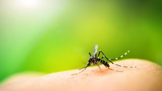 Dengue: números de 2023 já superam o total de casos registrados no ano passado 