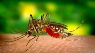 Brasil é país com mais casos de dengue no mundo, alerta a Organização Mundial da Saúde
