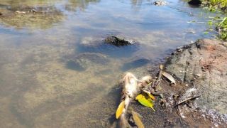 Brigada Militar constata mortandade de peixes no interior de Bossoroca, num pequeno riacho