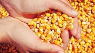 Doação de sementes para produtores de milho afetados por chuvas em Dom Feliciano