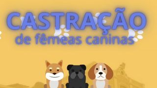 Inscrições até dia 12 de janeiro para castração gratuitamente para fêmeas caninas, em Pedro Osório