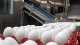 Exportações de ovos fecham o ano de 2023 com crescimento de 168,1%