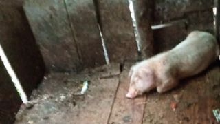 Proprietário de criação de suínos na Vila São João em Torres é notificado pela Patram, pelo crime de maus-tratos
