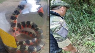Policiais ambientais do 1° BABM resgatam cobra falsa-coral no Bairro Florescente, em Viamão