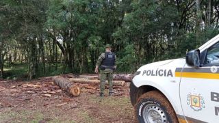 Brigada Militar flagra corte de 22 exemplares de Araucárias no interior de Pinhal da Serra