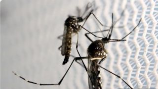 Brasil tem 12 mortes e mais de 120 mil casos prováveis de dengue