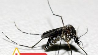 Estado do RS registra segundo óbito, por dengue em 2024, de homem residente em Santa Cruz do Sul 