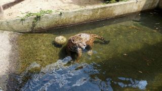 De melancia a banho de mangueira, Zoo de Sapucaia do Sul adota cuidados especiais com os animais no verão
