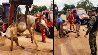 Policiais ambientais, de São Jerônimo, constatam maus-tratos de cavalo no Bairro Charrua, em Butiá