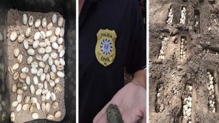 Operação Tartarugas Livres: Polícia Civil apreende dois mil ovos de tartarugas, em Rio Grande