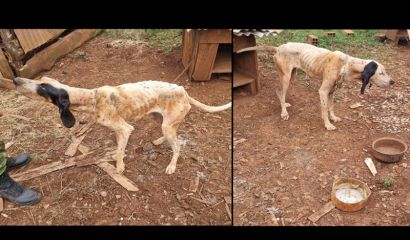 Batalhão Ambiental resgata cães em situação de maus-tratos em Santo Expedito do Sul