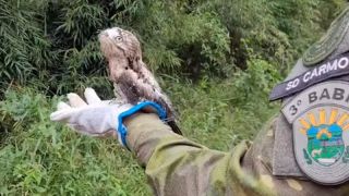 Batalhão Ambiental resgata Urutau, em São José do Ouro, caído em via pública